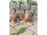 Adopt Adonia a RedGoldenOrangeCh estnut Dachshund  Miniature Pin