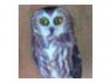 Summer Owl Program and Release