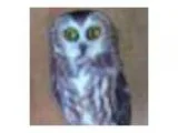 Summer Owl Program and Release