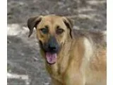 Adopt Almond Joy a Shepherd