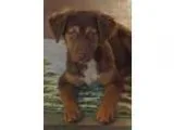 Adopt Adler a BrownChocolate Field Spaniel  Sheltie Shetland She