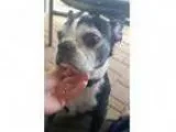 Adopt Mosi Ann a Boston Terrier