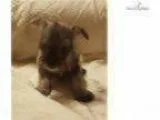 46816 sponsored 20 - Male Domestic Shorthair Mix