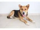 Adopt Sally D160798 a Tricolor (TanBrown and Black and White) Ge