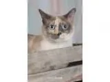 Adopt Simone a Cream or Ivory (Mostly) Siamese  Mixed (short coa