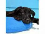 Adopt Lab Mix Puppies Girls and Boys a Black Labrador Retriever