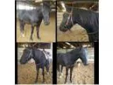 Price Reduced Fantastic Friesian Paint Gelding for Sale