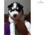 Beautiful AKC Siberian Husky female &quotRoxi&quot