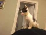 Adopt Gumdrop a Black and White or Tuxedo Domestic Shorthair  Mi