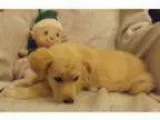 Adopt Prancer a German Shepherd Dog Great Pyrenees
