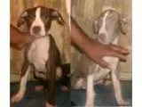 Month old Male Pitbull pups for SALE - Price .