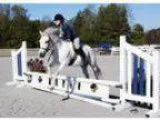 Cute medium pony for sale or lease