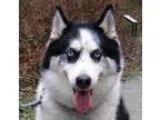 Adopt Blue a White - with Black Siberian Husky  Mixed dog in Sur
