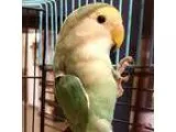 Adopt Camila a Green Lovebird bird in Fairport NY (15579992)