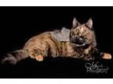 Adopt Lila a Tortoiseshell Domestic Mediumhair (medium coat) cat