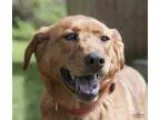 Adopt Maggie a RedGoldenOrangeCh estnut Retriever (Unknown Type)