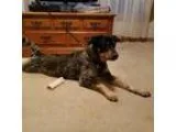 Adopt Bandit a Australian Cattle Dog (Blue Heeler)