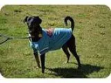 Adopt Manny a Black - with White Miniature Pinscher dog in Acwor