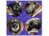 Adopt MARCO a Norwegian Elkhound