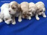 Cocker Puppy