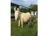 Lovely baby Miniature Donkeys The first one has arrived