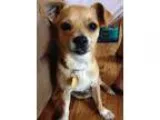 Adopt Rosie a Pekingese Vizsla