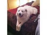 Adopt Misha a White Great Pyrenees  Mixed dog in Pittsburgh PA (