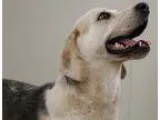 Adopt Beasley a Beagle  Labrador Retriever  Mixed dog in Houston
