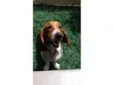 Adopt Smores a Tricolor (TanBrown and Black and White) Basset Ho