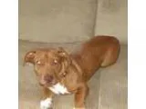 Adopt Cinnamon a Dachshund Pit Bull Terrier