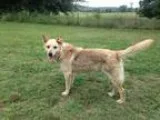 Adopt Wiley Coyote a Black - with White German Shepherd Dog dog 