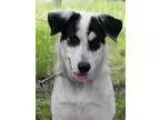 Adopt Cody a Australian Shepherd