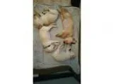Adopt Puppies a White - with Tan Yellow or Fawn Labrador Retriev
