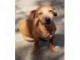 Adopt DoxieTerrier Mix puppy - mo a Dachshund Terrier