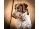 Adopt JAR JAR BINKS a White - with Red Golden Orange or Chestnut