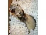 Adopt Munchkin a Ferret