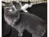 Adopt Aztec a Gray or Blue Domestic Shorthair  Mixed (short coat