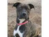 Adopt Ash a White Schnauzer (Miniature)  Terrier (Unknown Type