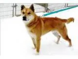 Adopt Nakomis a Siberian Husky Shepherd