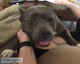 American Bully 2.9 years old