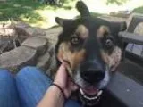 Adopt Puddy a Black - with Tan Yellow or Fawn German Shepherd Do