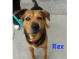 Adopt Rex a BrownChocolate - with Black German Shepherd Dog  Mix