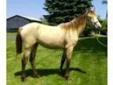 14.0 Buttermilk Buckskin...GORGEOUS People Loving...Gentle...SU 