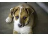 Adopt Pam a German Shepherd Dog  Husky  Mixed dog in Kelowna BC 