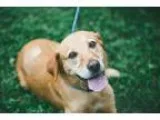 Adopt Gonzo a RedGoldenOrangeCh estnut Labrador Retriever  Labra