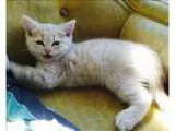 Adopt Micheletto  In Foster a Himalayan  Mixed cat in Vancouver