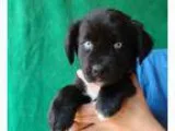 Adopt Tiara a Australian Shepherd Golden Retriever