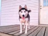 Adopt Sabine a Siberian Husky