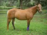 Companion Pony Pet for Adoption