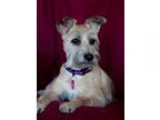 NEEDED ASAP Commercial A or B Lic ONLY - NO C Lic. (Tarzana)